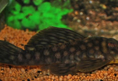 L020 Spectracanthicus Zuanoni  L