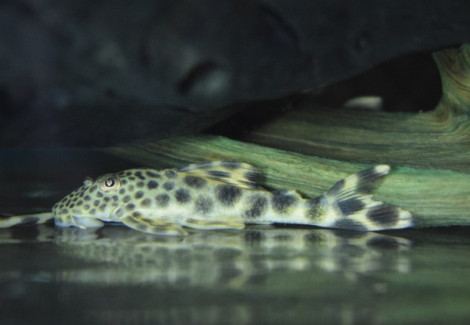 Hypostomus/Ancistomus Sp. L075 M