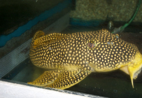 L014 Scobiancistrus Aureatus Xxl