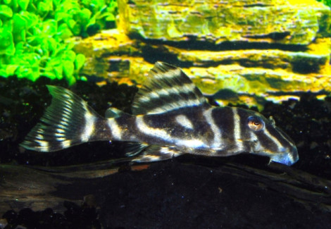 L129 Hypancistrus Debilittera  S