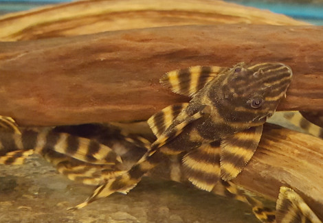 Panaqolus Tankei L398 L