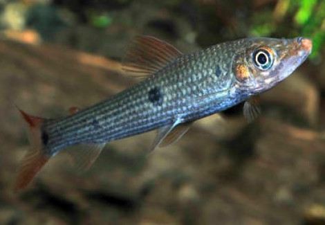 Anostomus/Pseudanos Gracilis M