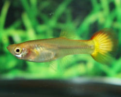 Guppy Luminous Gold Female M