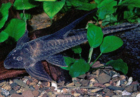 Lamontichthys Filamentosus M
