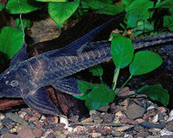 Lamontichthys Filamentosus L