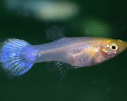 Guppy Snow White Femmina M