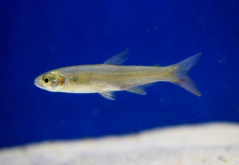Aphyocharax Dentatus L