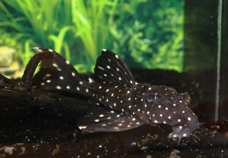 L240 Leporacanthicus Cf. Galaxias S/M