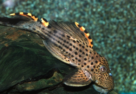 Leporacanthicus Triactis L091 M