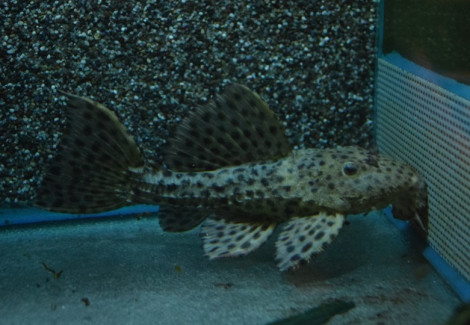 Leporacanthicus L096 Xl
