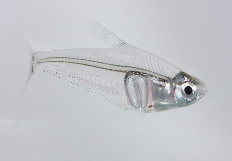Leptagoniates Pi L