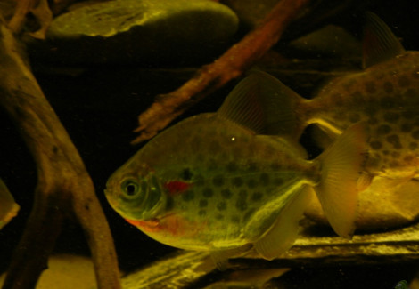 Metynnis Lippincottianus M