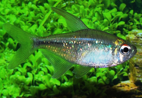 Moenkhausia Pittieri L
