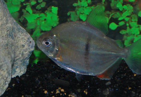 Myleus Schomburgkii M