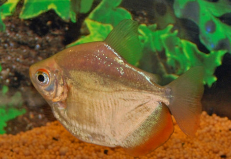 Mylossoma Duriventre L