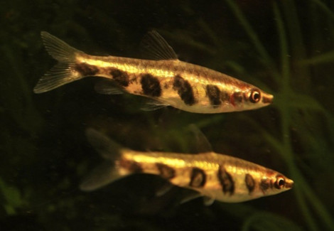 Nannostomus Espei M