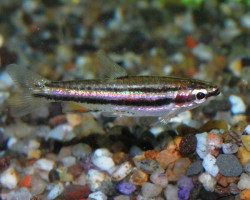 Nannostomus Marginatus L