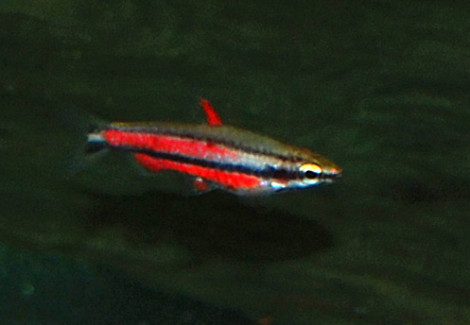 Nannostomus Rubrocaudatus M