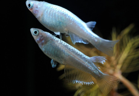 Oryzias Latipes Platinum White M