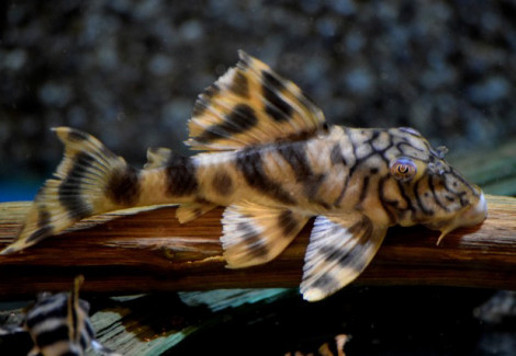 L121 Peckoltia Braueri L