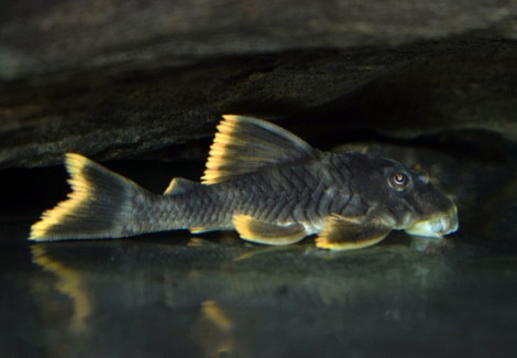 Peckoltia Sp. L076 M/L