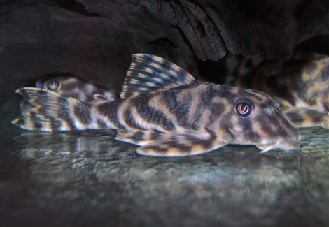 L015 Peckoltia Vittata M