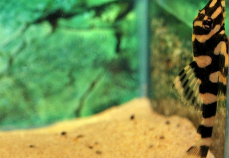 L168 Dekeyseria Brachyura M/L