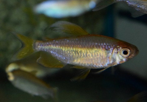 Alestopetersius Nigropterus L