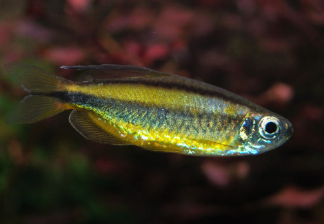 Phenacogrammus Aurantiacus L