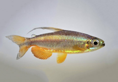 Phenacogrammus Sp. Super Ringo M""