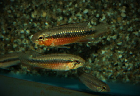 Apistogramma Elizabethae Red M