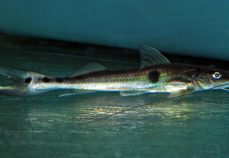 Platystomatichthys Sturio M