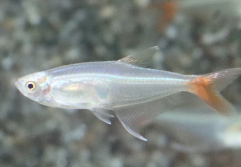 Prionobrama Filigera L