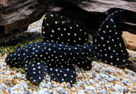 L097 Pseudacanthicus Sp. S