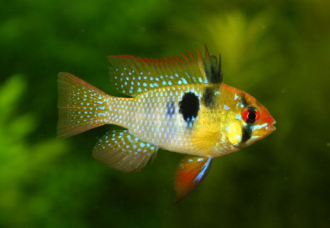 Mikrogeophagus Ramirezi Asia Bred M