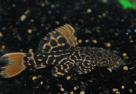 Pseudacanthicus Cf. Leopardus Lda007 M