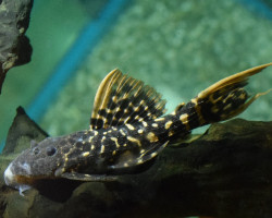 L273 Pseudacanthicus Sp. S