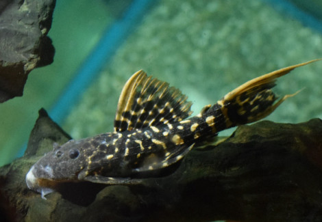 L273 Pseudacanthicus Sp. S