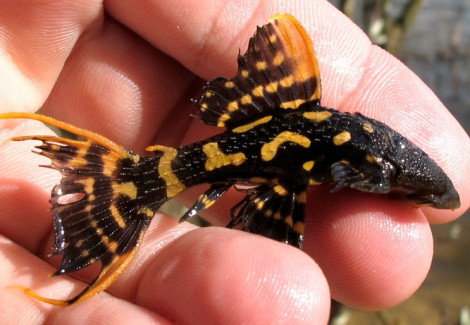 L273 Pseudacanthicus Sp. M/L