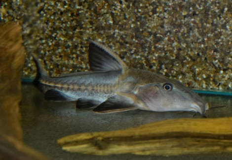 Oxydoras Niger L