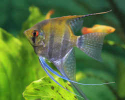 Pterophyllum Cf. Scalare Peru M