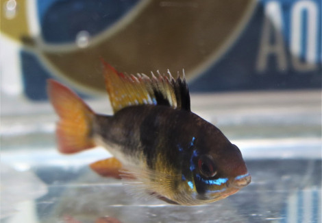 Mikrogeophagus Ramirezi Dark Devil L