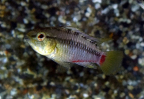 Apistogramma Viejita L