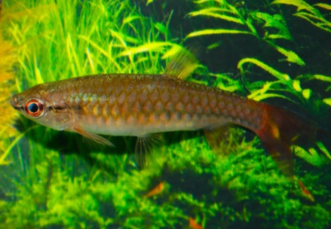 Pyrrhulina Obermulleri L