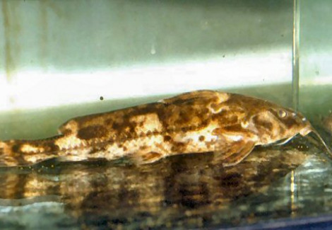 Rhinodoras Dorbignyi M
