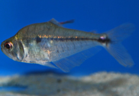 Roeboides Descalvadensis M