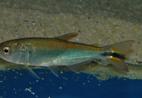 Salminus Brasiliensis M 10-15 Cm