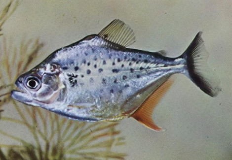 Serrasalmus Hollandi M/L