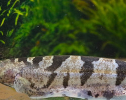 Steatogenys Elegans L