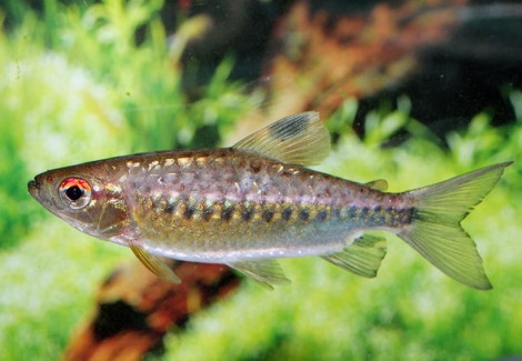 Arnoldichthys Spilopterus M